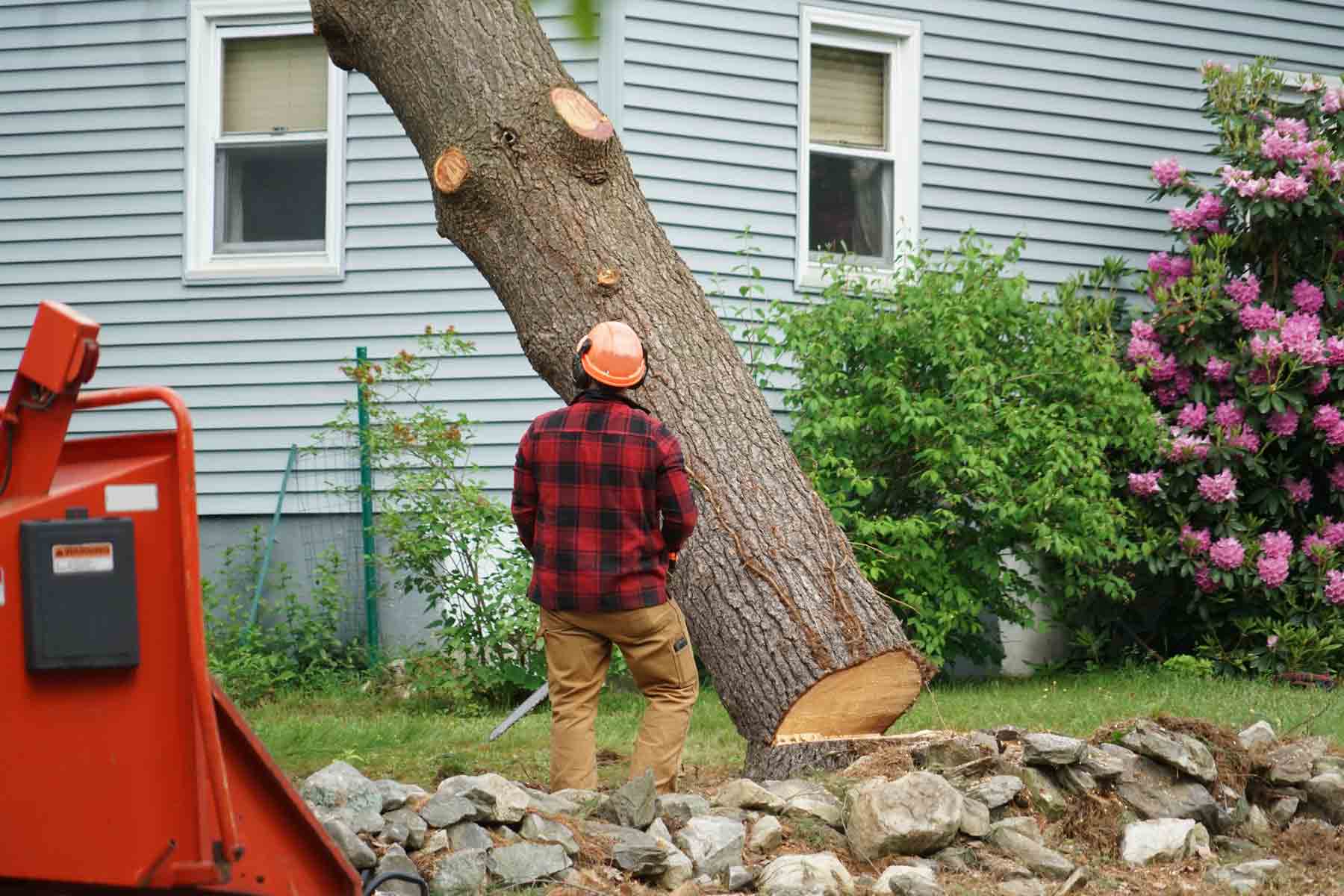 Find a tree removal service near you