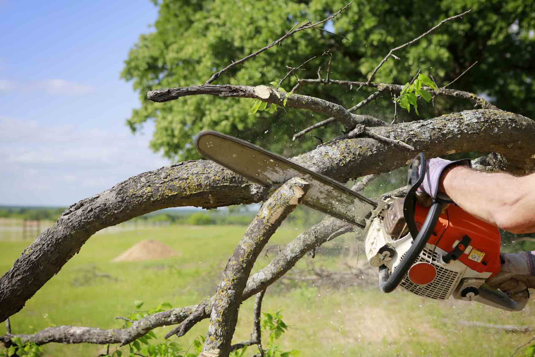 Find a tree trimming services near you